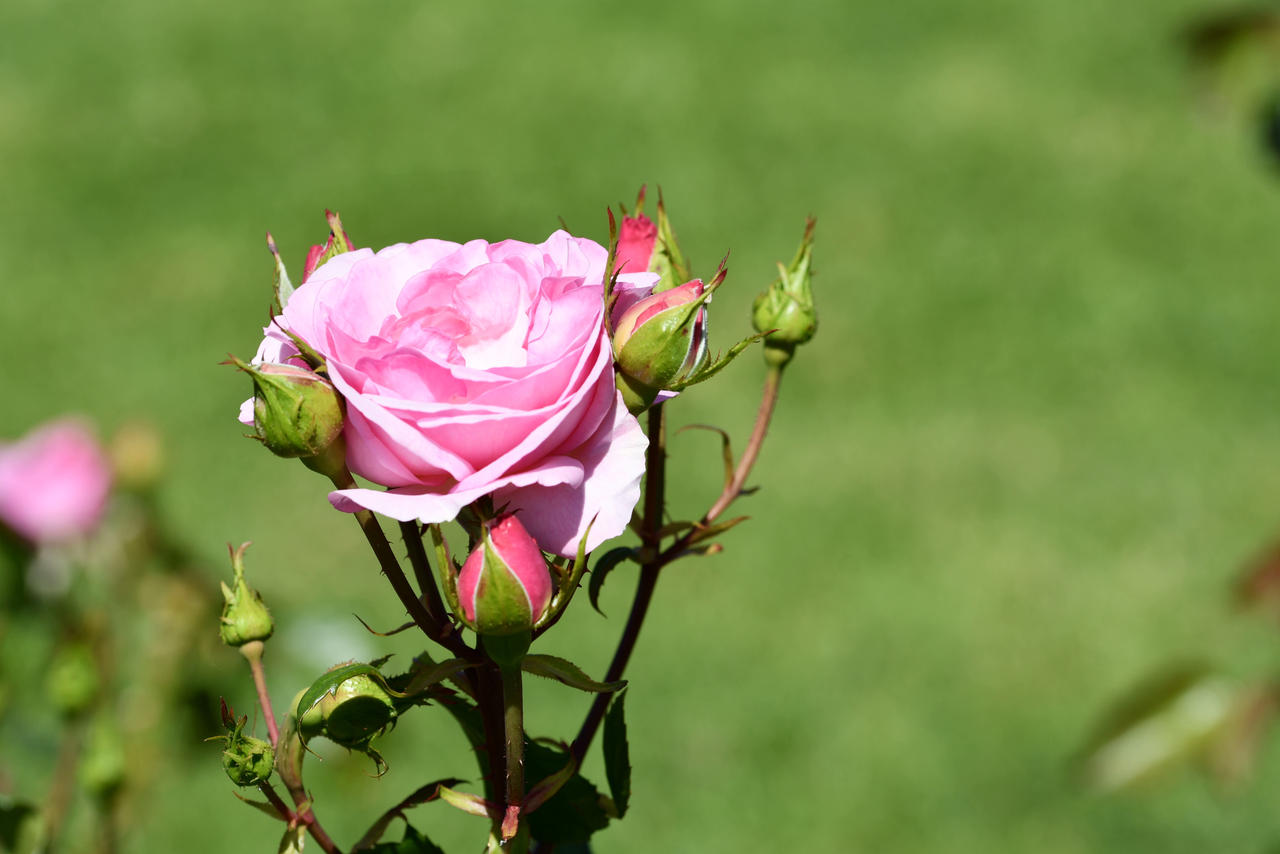 Budding And Blooming My Hero Roses by TheBootesArtVoid on DeviantArt