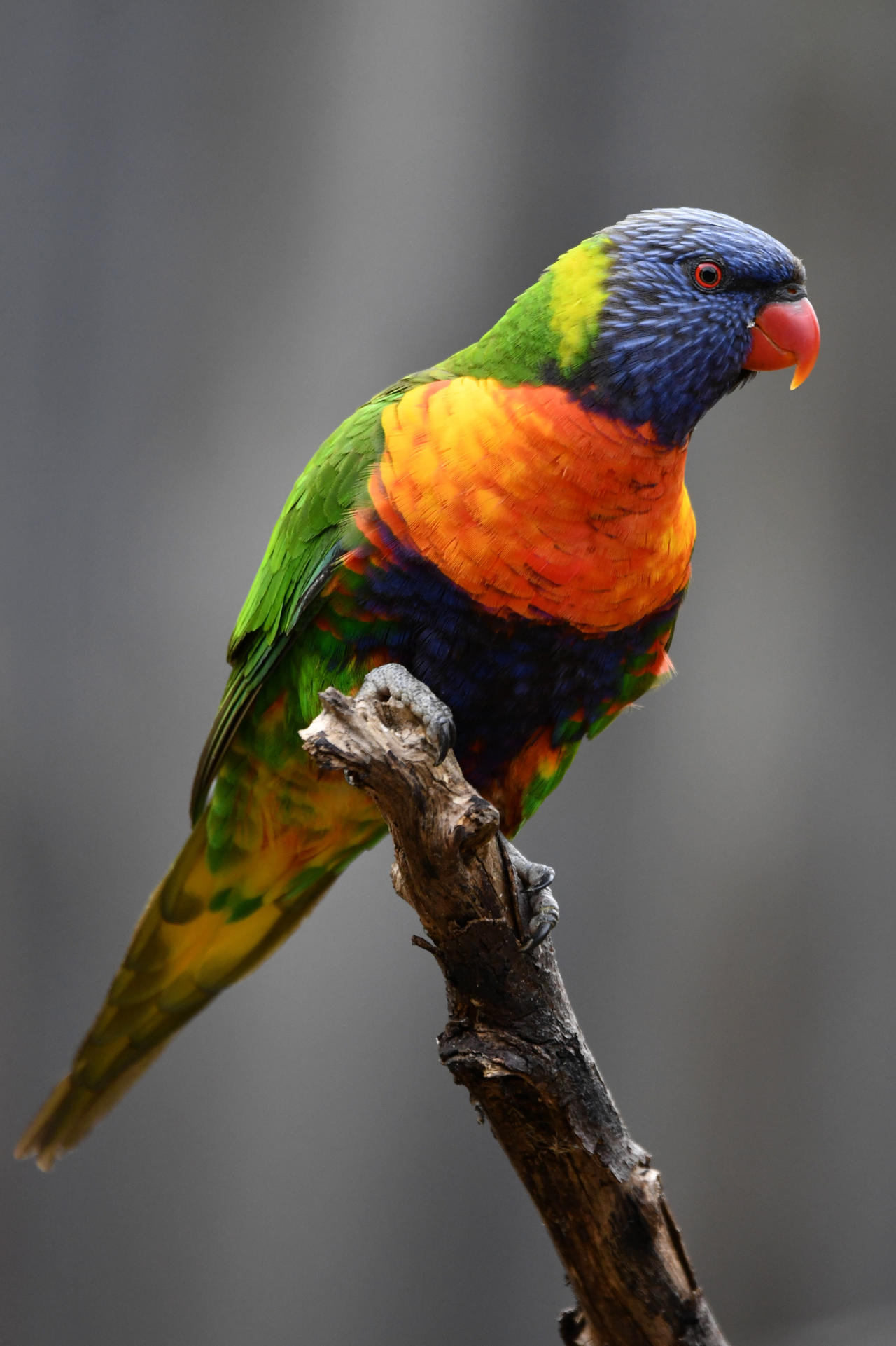 Pretty Ranibow Pretty Rainbow Borb (Wild) by TheBootesArtVoid on DeviantArt