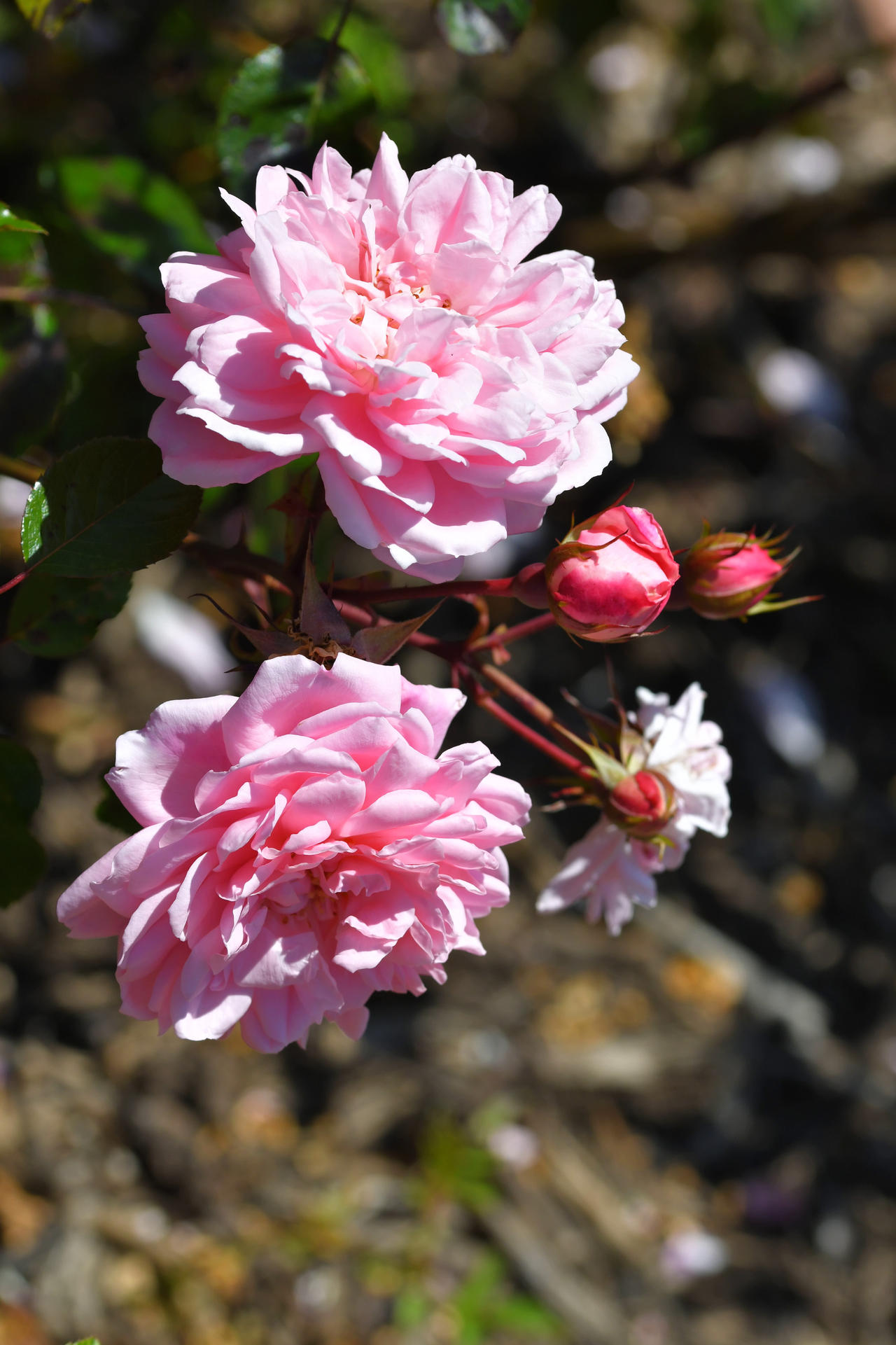 Suitor Roses by TheBootesArtVoid on DeviantArt
