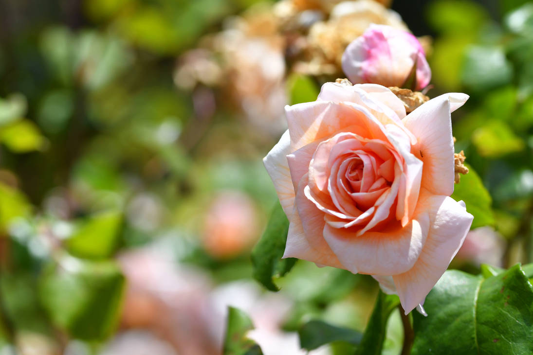 Pristine Sunlit Rose by TheBootesArtVoid on DeviantArt