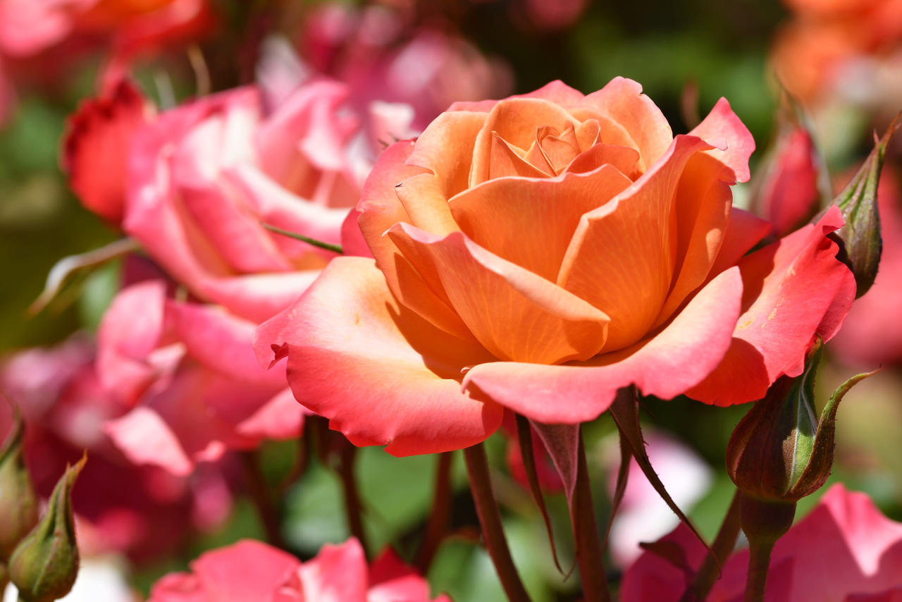 Bed Of Tuscan Sun Roses by TheBootesArtVoid on DeviantArt