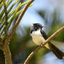 A Wagtail's Profile (Wild)