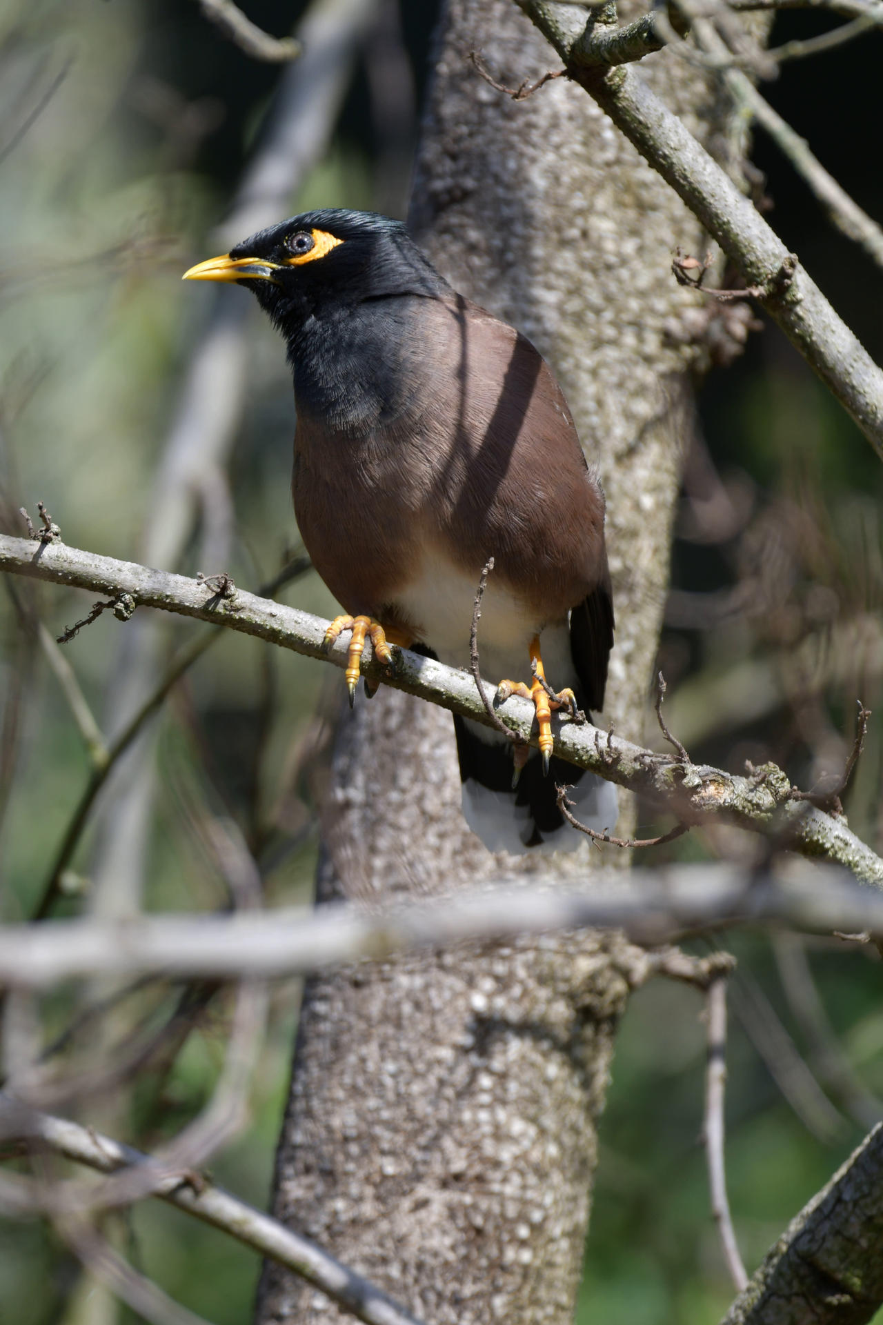 Myna Eye Be Glad Myna's Lack Eye Lazers (Wild) by TheBootesArtVoid on DeviantArt