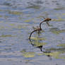 Dragonflies Lay Their Eggs (Wild)