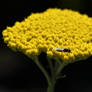 Hover Fly On A Yarrow (wild)