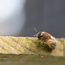 Bee Gazes Upon You (Wild)