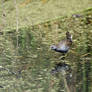 Buff-banded Rail In The Water (Wild)