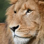 I Am Pride Made Manifest (Enclosure)