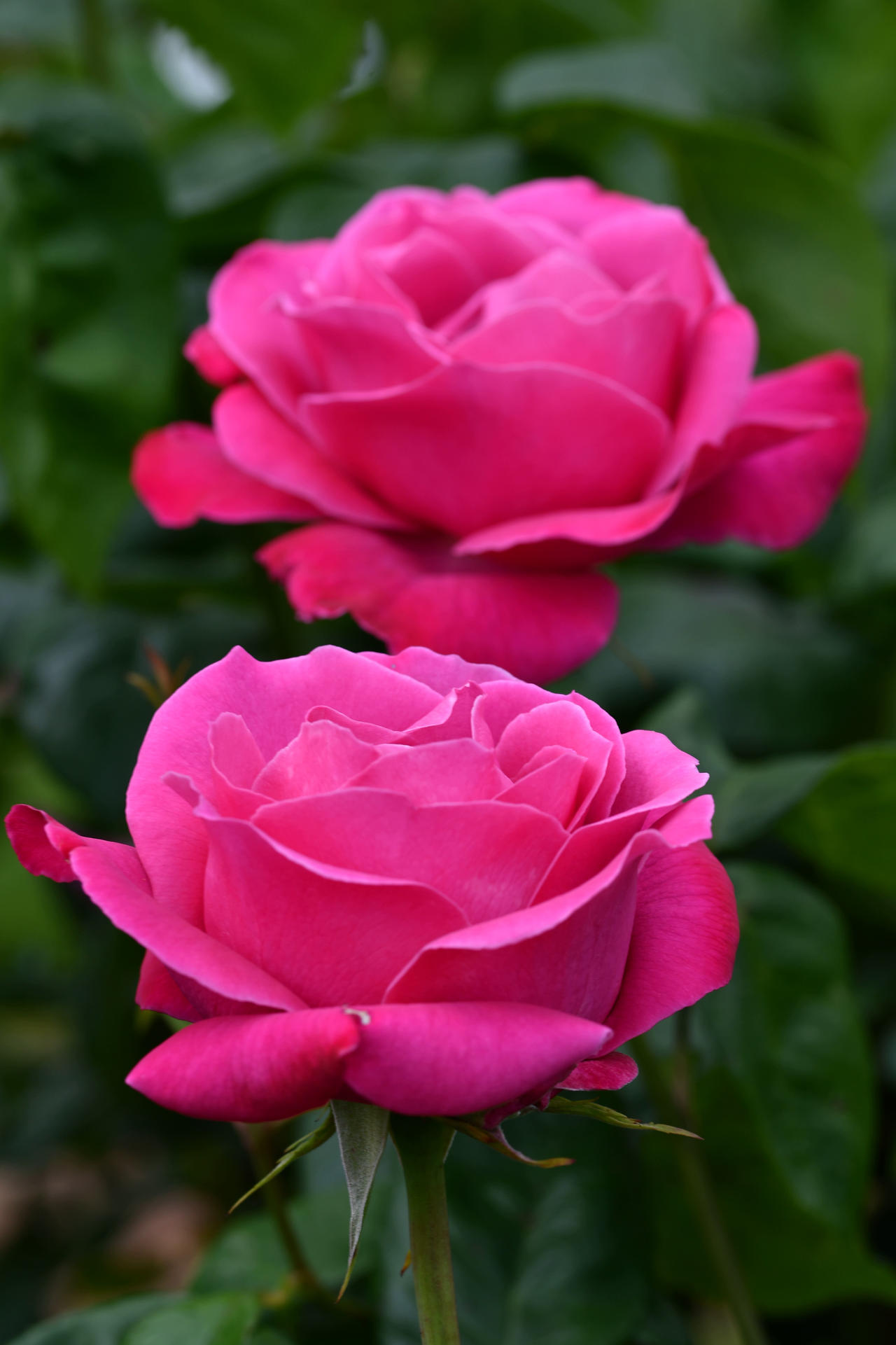 Double Up Best Friend Roses by TheBootesArtVoid on DeviantArt