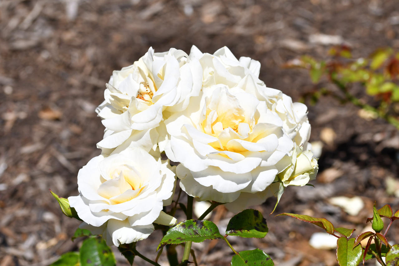 Cluster Of Custard Cream Roses by TheBootesArtVoid on DeviantArt