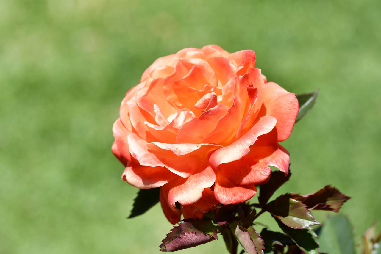 Pristine Fearless Rose by TheBootesArtVoid on DeviantArt