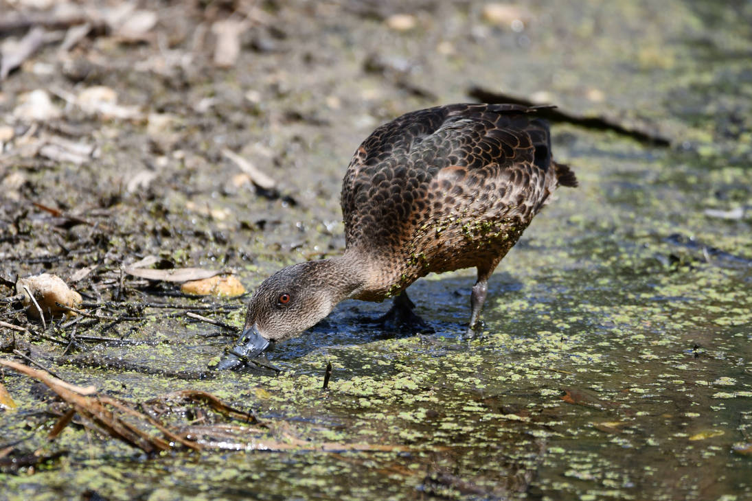 Northern Mallard Searches For Food (Wild) by TheBootesArtVoid on DeviantArt