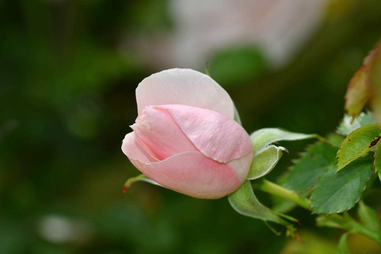 Pre Bloomed Roses Many Happy Returns Rose Pre Bloom by TheBootesArtVoid on DeviantArt