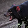 Tassie Devil Yawn (Enclosure)