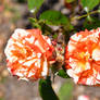 Oranges and Lemons Rose Twinsies!