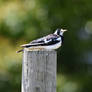 Magpie Lark Chillaxing (Wild)