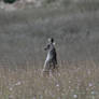 Kanga In The Grasslands (Wild)