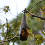 Sleeping Flying Fox (Wild)