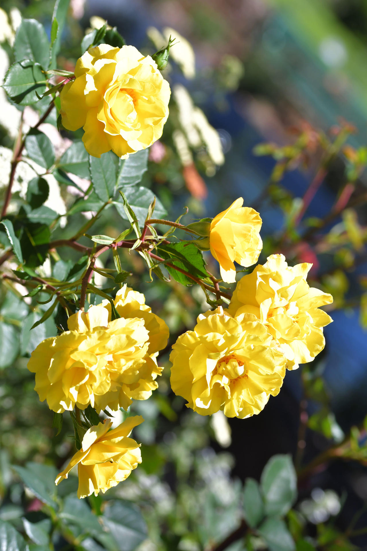 Cluster Of Yellow Roses by TheBootesArtVoid on DeviantArt