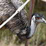 Emu Just Passing Through (Enclosure)