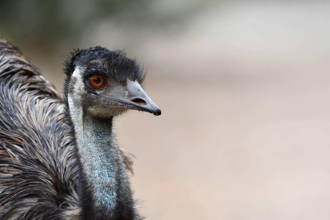 Emu Bot Image An Emu's Greetings (Enclosure) by TheBootesArtVoid on DeviantArt