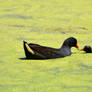 Swamphens In The Lake Of Plenty (Wild)