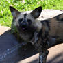 Painted Dog Do A Bleppie (Enclosure)