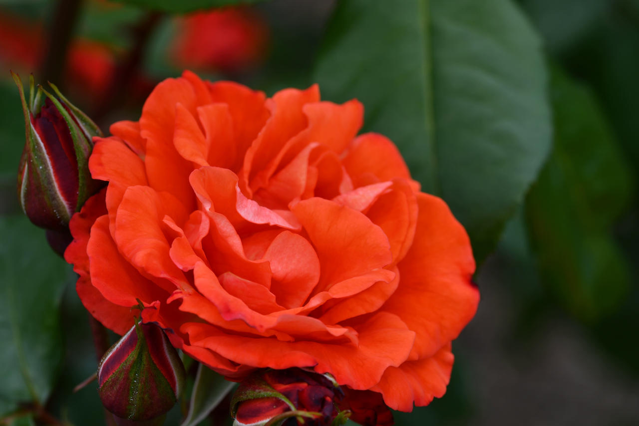 Rusticino The Petals Of The Rusticana Rose by TheBootesArtVoid on DeviantArt