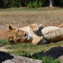 Gotta Change My Sleeping Position... (Enclosure)