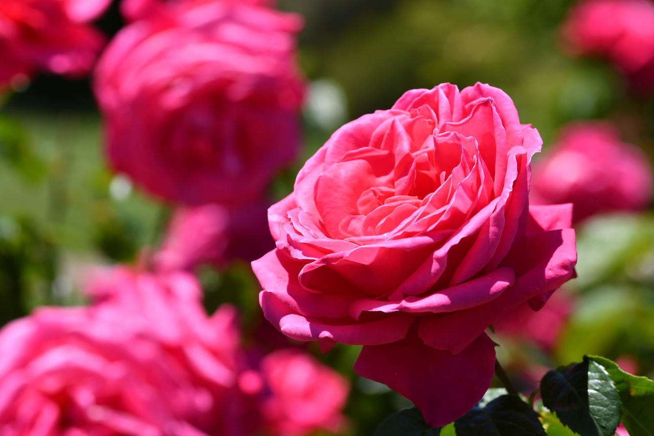 Maria Callas Opera Roses One Maria Callas Rose Among Many by TheBootesArtVoid on DeviantArt