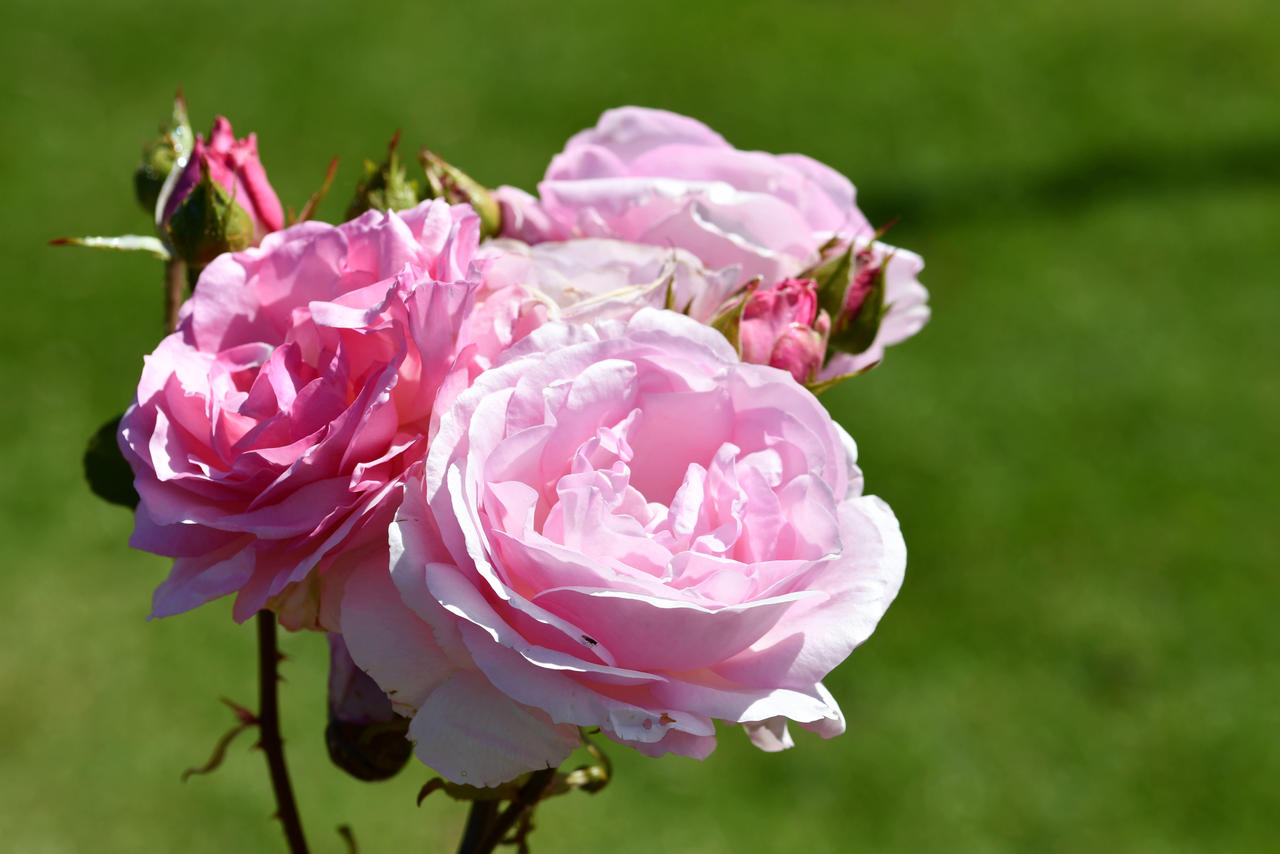 A Bouquet Of My Hero Roses by TheBootesArtVoid on DeviantArt