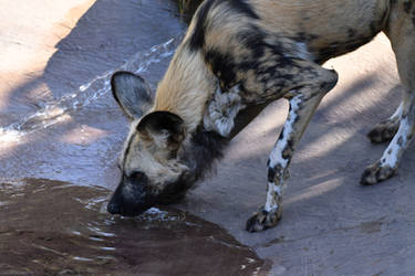 Painted Doggo Gets Some Sippy Sip (Enclosure)