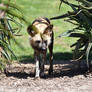 Painted Doggo Between The Bush (Enclosure)