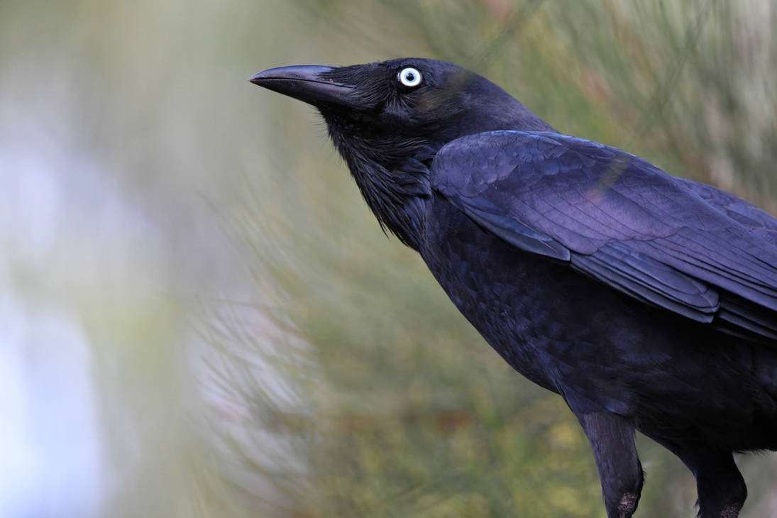 I Am Raven, Hear Me Caw! (Wild) by TheBootesArtVoid on DeviantArt