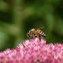 Photogenic Bee (Wild)