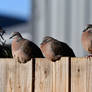 Three Floofy Pigeons (Wild)