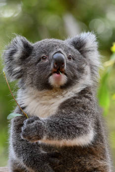 My Face When Its Eucalyptus... Again! (Enclosure)