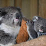 Bab Koala Proudly Shows Off His Mumma (Enclosure)