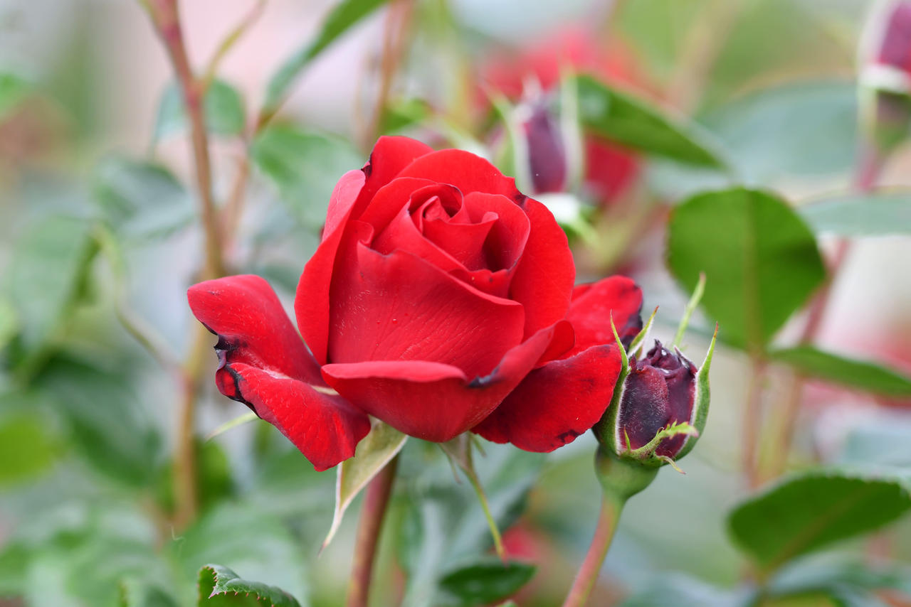 Pre Bloomed Roses Post And Pre Bloom Roses In Winchelsea by TheBootesArtVoid on DeviantArt