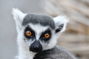 Wild-eyed Ring-tailed Lemur (Enclosure)