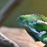 Tasty Greens Are Calling Me (Enclosure)