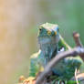 Fijian Iguana Head On (Enclosure)