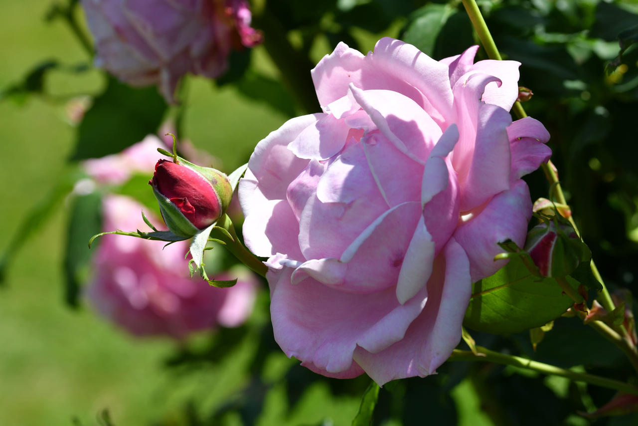 Pre Bloomed Roses Pre And Post Bloom Heaven Scent Roses by TheBootesArtVoid on DeviantArt
