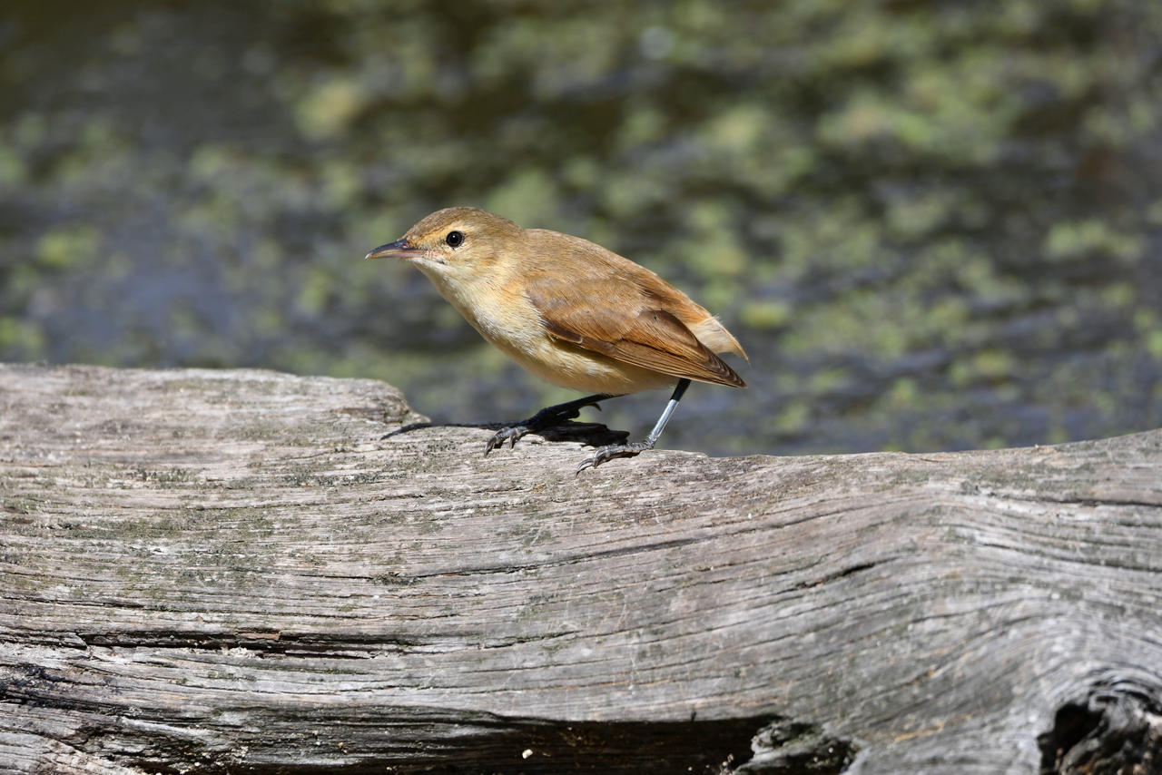 Borb Short-tailed Borb Says Hello (Wild) by TheBootesArtVoid on DeviantArt