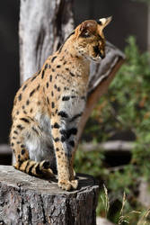 Perched Serval (Enclosure)