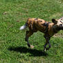Painted Doggo Goes For A Run (Enclosure)