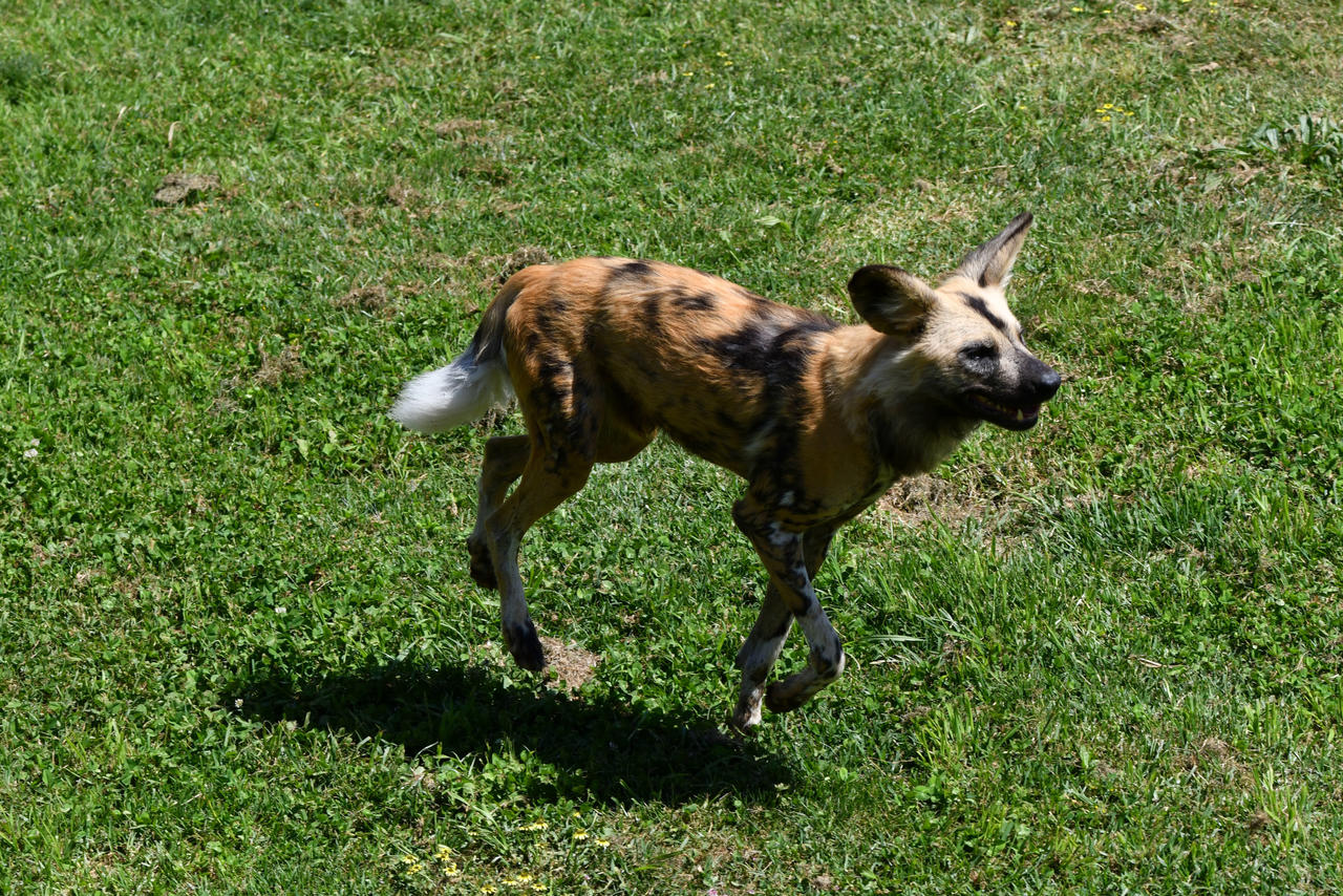 Running Doggo Painted Doggo Goes For A Run (Enclosure) by TheBootesArtVoid on DeviantArt