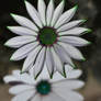 White Petals Emerald Flowers