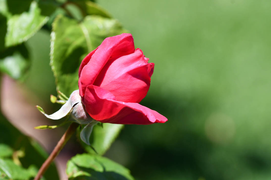 Maria Callas Opera Roses Maria Callas Rose About To Bloom by TheBootesArtVoid on DeviantArt