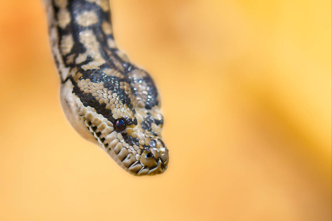 Murray Python Murray-darling Carpet Python Smudged by TheBootesArtVoid on DeviantArt